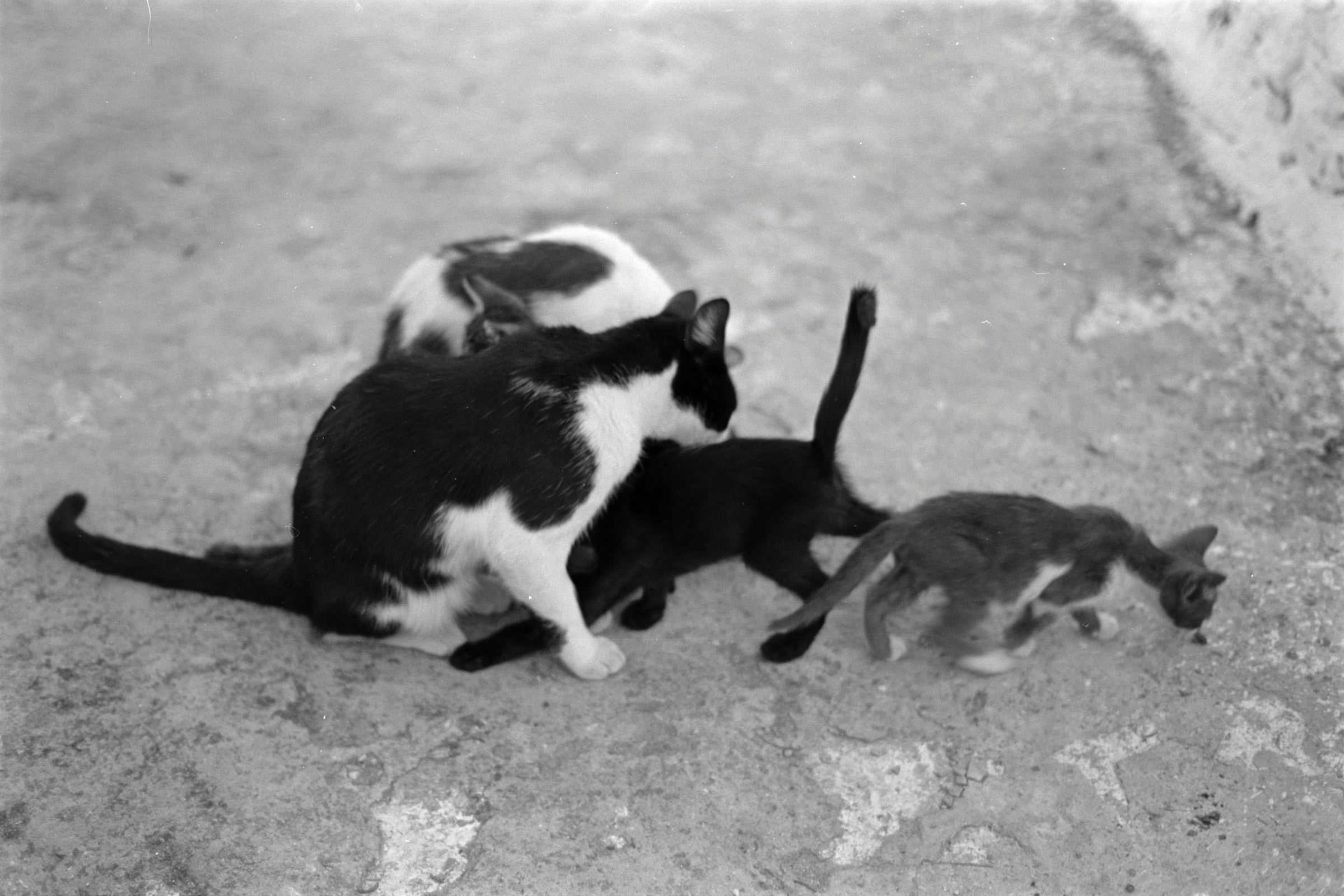 AHP F1991 09 003 sc240914 img10 NLP